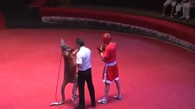 Бой кенгуру с человеком