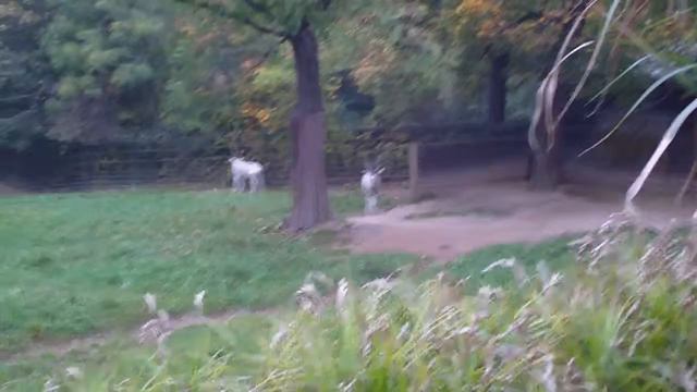 228 Зоопарк 6 Олень смотреть онлайн