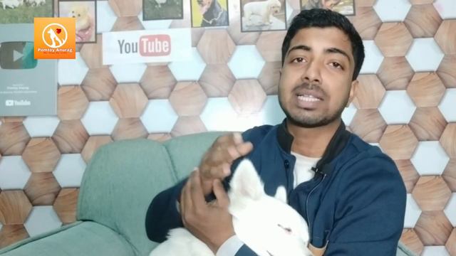 Stop your puppy from BITING IN HAND shoes, clothes or sleepers. 🐶 смотреть онлайн