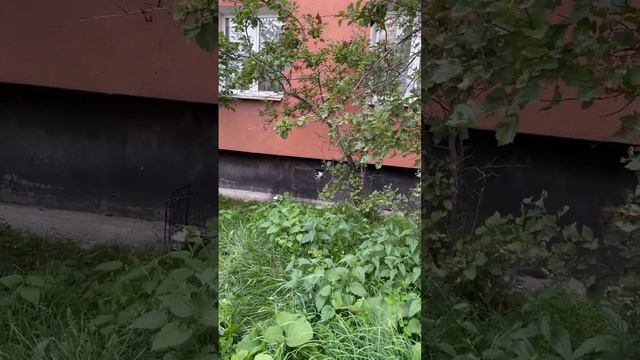 СОС! Белый котенок на улице. Нужны усыновители! Приют. Петербург смотреть онлайн