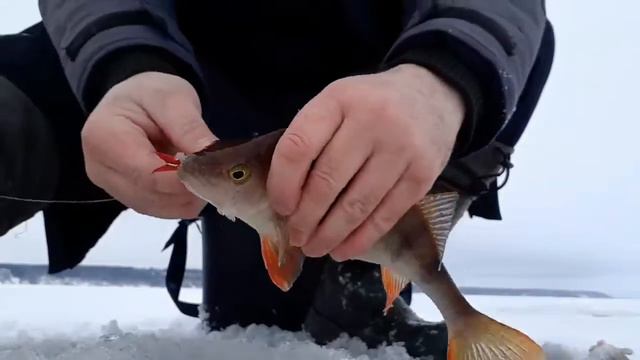 Бешенный клев окуня смотреть онлайн