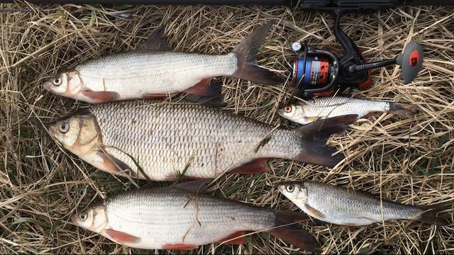 Фотоотчёт Река Оршица смотреть онлайн