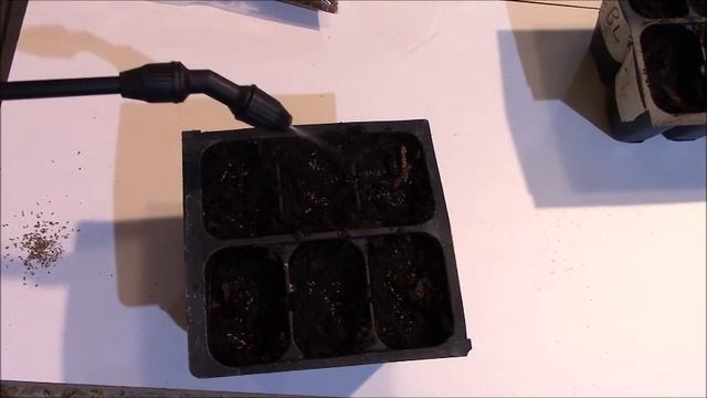 How to grow Blue Vervain from seed (Verbena Hastata) смотреть онлайн