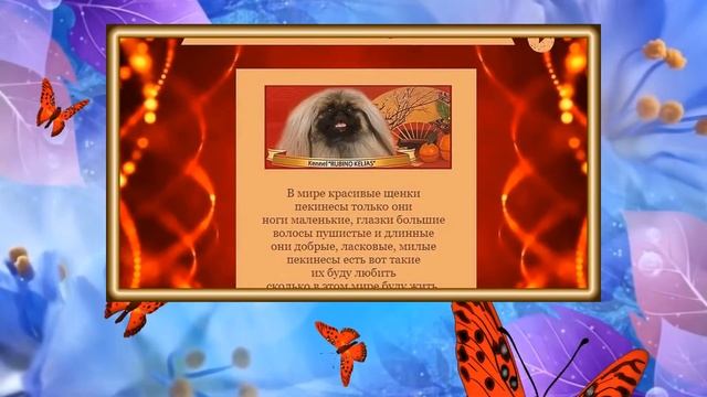 ВЫПУСКНОЙ курса Сайтостроения в конструкторе WIX 2021 смотреть онлайн