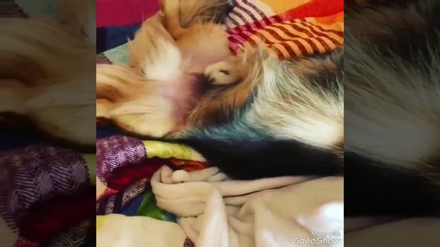 Вот такой мой пёс!! смотреть онлайн