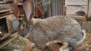 Кролики фландеры: все о бельгийской породе, содержание, сколько весит