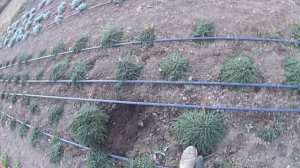 ЧАБРЕЦ, ЧЕБРЕЦ, ТИМЬЯН, БОГОРОДСКАЯ ТРАВА - РАЗМНОЖЕНИЕ. Часть 2. РЕЗУЛЬТАТ.