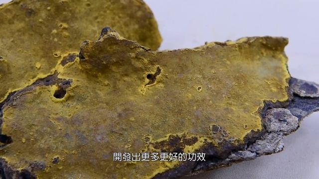 桑黃 смотреть онлайн