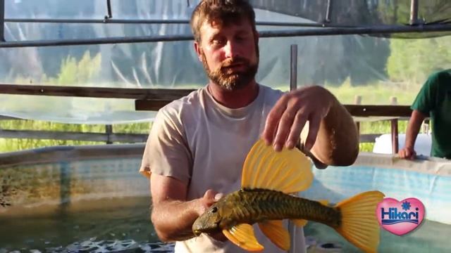 Hypostomus Luteus wild caught from South America смотреть онлайн