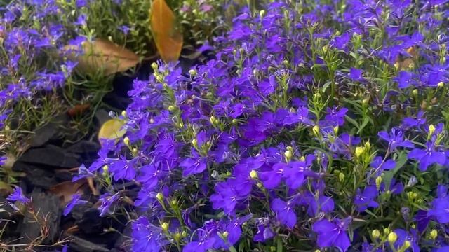 Aubrieta Cascade Purple Beautiful Flowers?
