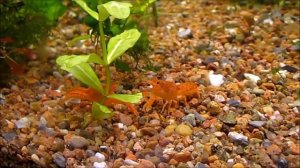 Мексиканский рак (карликовый оранжевый рак)