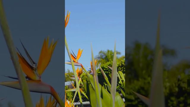 Bird Of Paradise Flower 🌹#birdofparadise #flowers