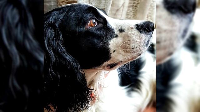 Русский охотничий спаниель. Плюсы и минусы, Цена, Как выбрать, Факты, Уход, История смотреть онлайн