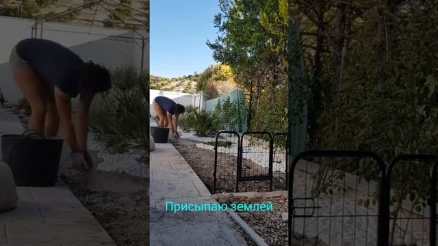 Посев дихондры ☘ смотреть онлайн