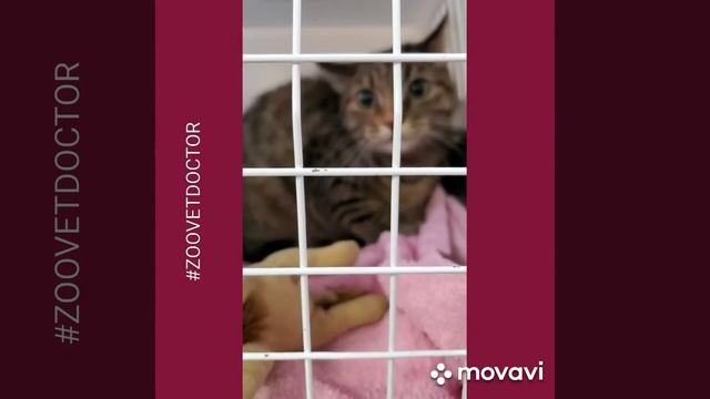 Агрессивные животные собаки кошки, самые опасные совет ветеринарного врача Ушакова Дмитрия vet.блог смотреть онлайн