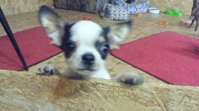 #VLOG ЩЕНКИ ПРОДАЮ#ЧИХУА БЕБИ ФЭЙС = ДЛИНА МОРДАШКИ 1,5 СМ#ПИТОМНИКМАРИМИСТИК#куплющенкачихуапродаю смотреть онлайн