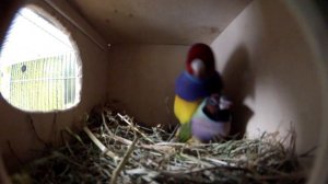 Где и когда спариваются амадины гульда