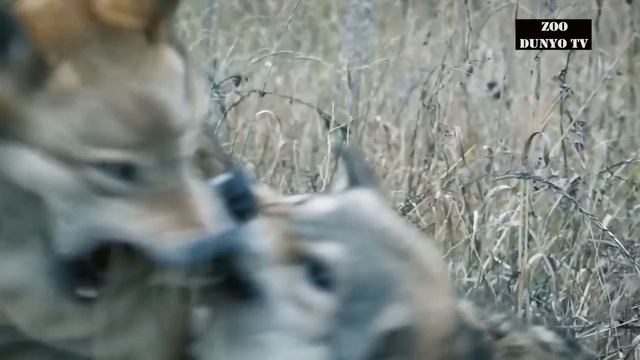 BO'RILAR! O'RMON VA TOG' JANGCHILARI KULRANG BO'RI HAYOTI!