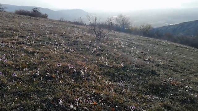 Прострел крымский (Pulsatilla taurica) или сон-трава смотреть онлайн