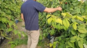 ТОП-5 сортов малины в Нальчике. В гостях у Игоря @Yagodakavkaza