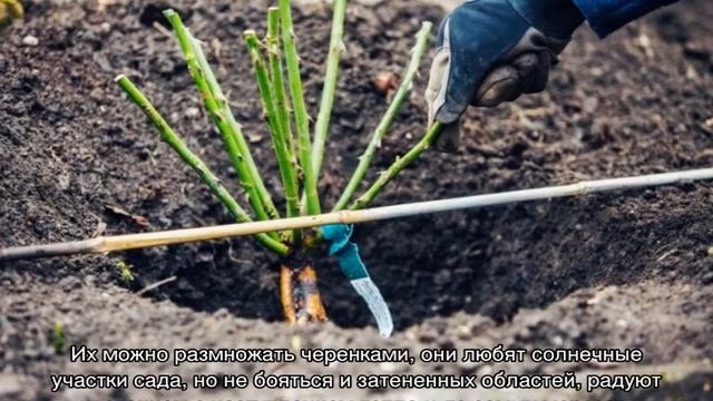 Какие розы самые неприхотливые и зимостойкие смотреть онлайн