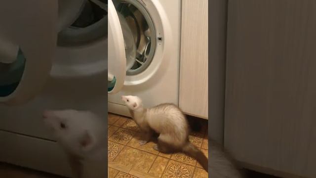 Ferret opened the washing machine! Хорек открыл стиральную машину! смотреть онлайн