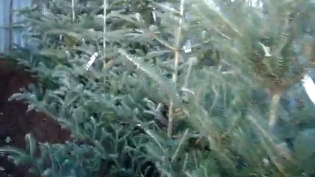 В преддверии праздника! Пихта корейская. смотреть онлайн