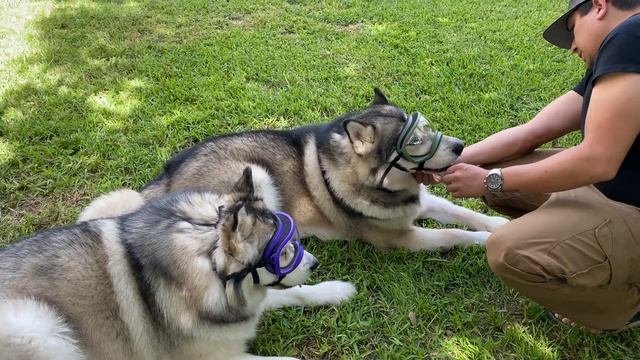 Rex Specs Dog Googles Review смотреть онлайн