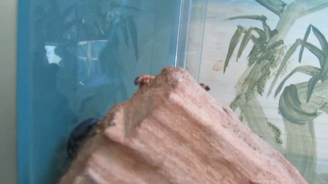 Чернотелка и личинки смотреть онлайн