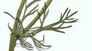 Ромашка аптечная. Как не перепутать. Важно знать отличия. Ч. 1