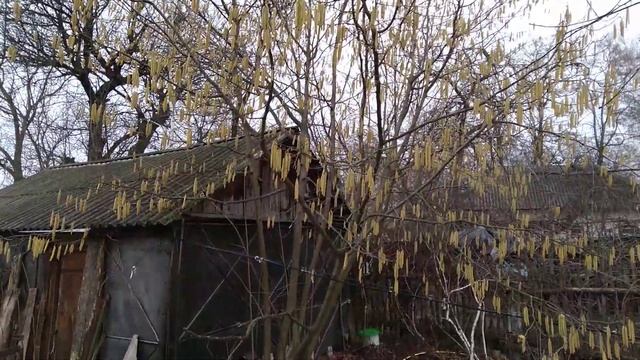 Орешник зацвёл на даче смотреть онлайн