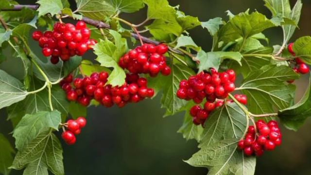 А калина не верба - школа вокалу "Академія для зірок" смотреть онлайн