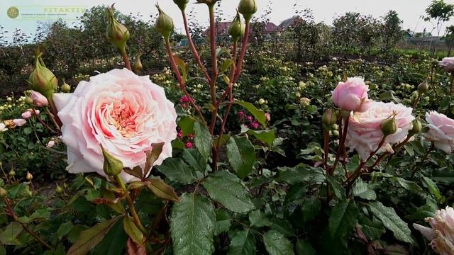 Тсумуги (Tsumugi) - ещё одна роза "японка"! rozapochtoi.ru смотреть онлайн