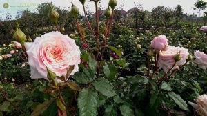 Тсумуги (Tsumugi) - ещё одна роза "японка"! rozapochtoi.ru