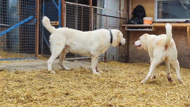 #сао #алабай #среднеазиатская овчарка # Волкодав #кавказский Волкодав +79034719998 РОССИЯ смотреть онлайн