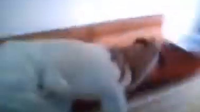 Араб странно ходит на четвереньках│Тикток мемы шаблоны ☼ смотреть онлайн