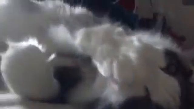 Кот-медведь смотреть онлайн