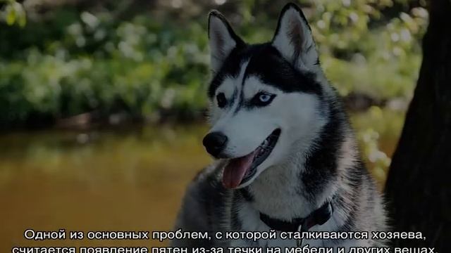 Течка у хаски: когда начинается, сколько длится и как часто бывает смотреть онлайн