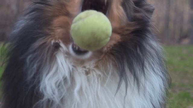 This Dog Doesn't Give Up. Get Motivated! смотреть онлайн