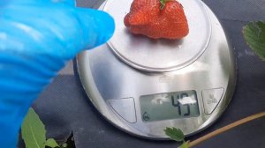 Обзор позднего сорта Литиция Очень урожайный.Поздние сорта рулят.