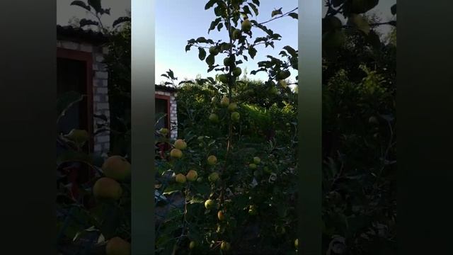 Обзор на яблоню 