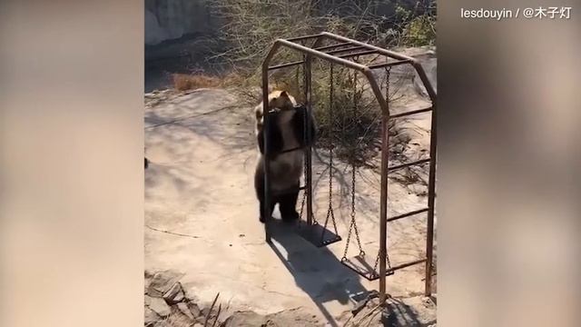 Медведь танцует диско смотреть онлайн