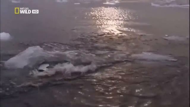 Морской леопард. Самые опасные животные. смотреть онлайн