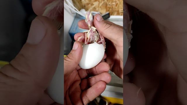Достаем запоздалышей (если не помочь цыпленку вылупиться - он задохнется в яйце!) смотреть онлайн