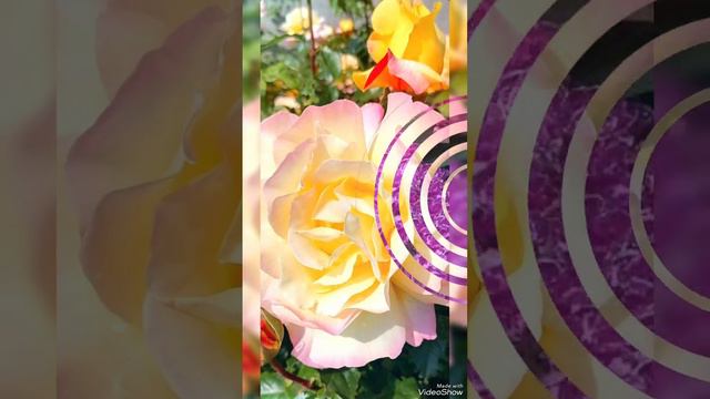 С ДНЁМ РОЖДЕНИЯ, ЕЛИЗАВЕТА!!! смотреть онлайн