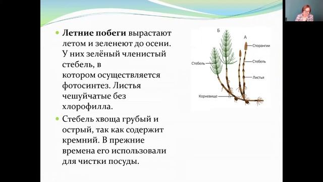 Биология 5 класс 32-33 недели. Папоротникообразные смотреть онлайн