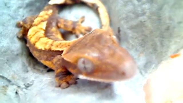 Crested Gecko - Rhacodactylus Ciliatus смотреть онлайн