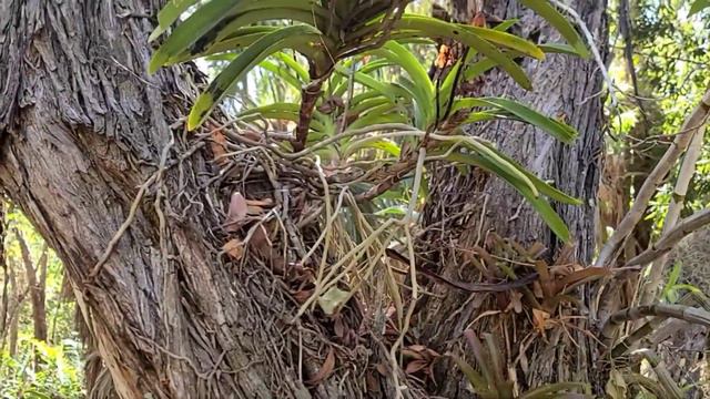 amazing nature in South Florida ... vanda and dendrobium orchids... on their own смотреть онлайн