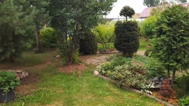 Новинки в саду?Гортензия Литтл Фреско?Лаванда?Наш огород?Розы?Хоста Молящиеся ручки?Кореопсис и др. смотреть онлайн