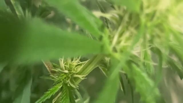 Acid dough end of week 3 flower смотреть онлайн